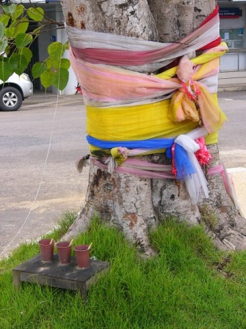 Krabi Colorful Wrapped tree